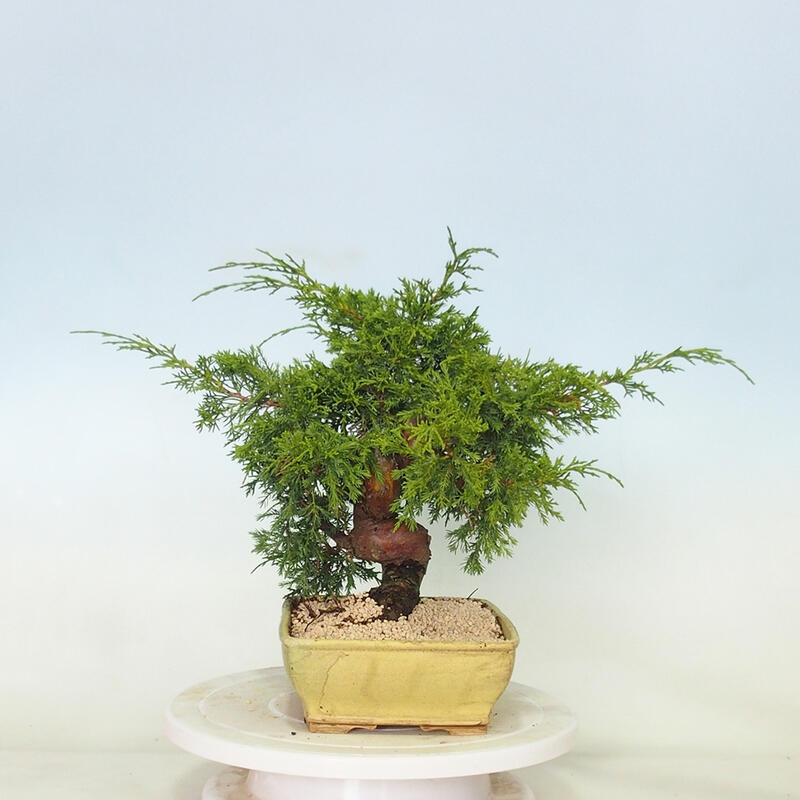 Vonkajší bonsai - Juniperus chinensis Itoigawa -Jalovec čínsky