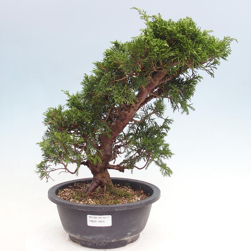 Vonkajší bonsai - Juniperus chinensis Itoigawa -Jalovec čínsky