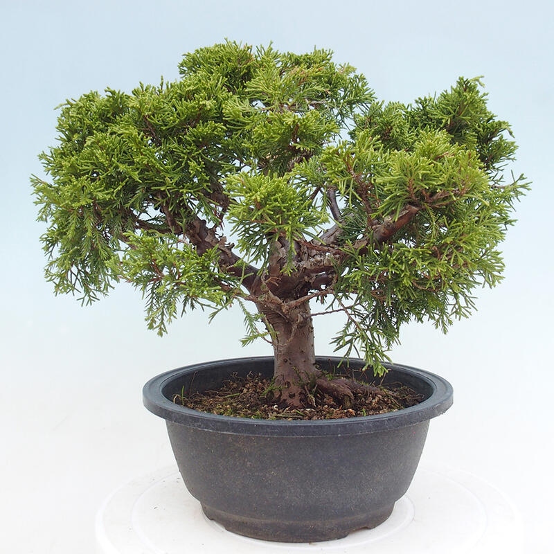 Vonkajší bonsai - Juniperus chinensis Itoigawa -Jalovec čínsky