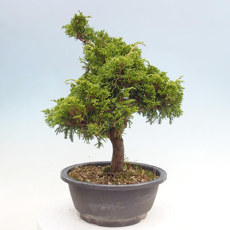 Vonkajší bonsai - Juniperus chinensis Itoigawa -Jalovec čínsky