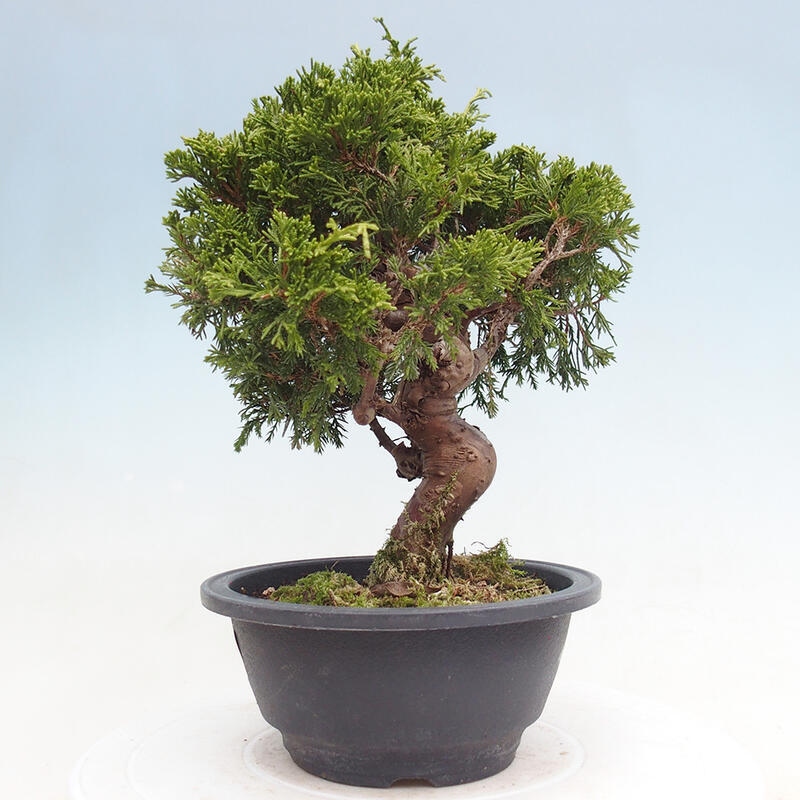 Vonkajší bonsai - Juniperus chinensis Itoigawa -Jalovec čínsky