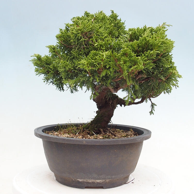 Vonkajší bonsai - Juniperus chinensis Itoigawa -Jalovec čínsky