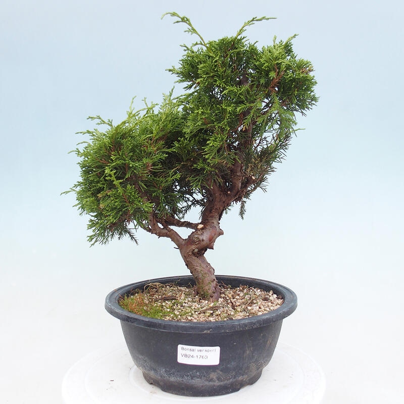 Vonkajší bonsai - Juniperus chinensis Itoigawa -Jalovec čínsky