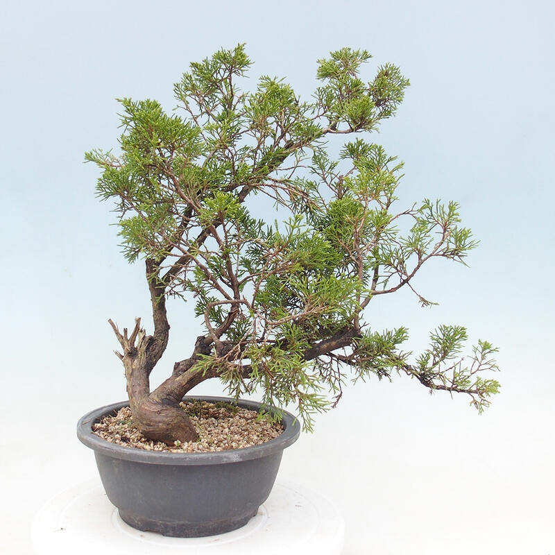 Vonkajší bonsai - Juniperus chinensis Itoigawa -Jalovec čínsky