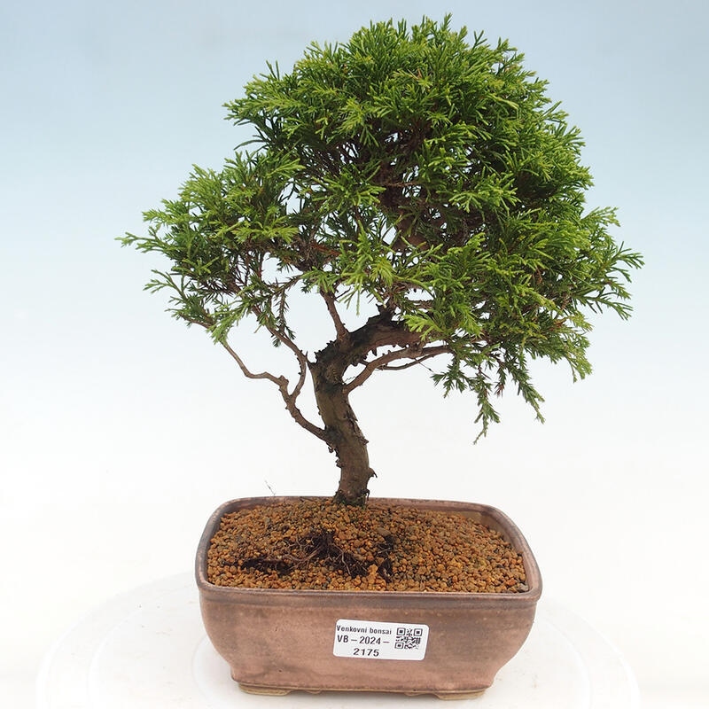 Vonkajší bonsai - Juniperus chinensis Itoigawa -Jalovec čínsky