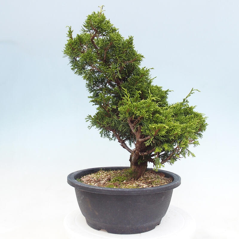 Vonkajší bonsai - Juniperus chinensis Itoigawa -Jalovec čínsky