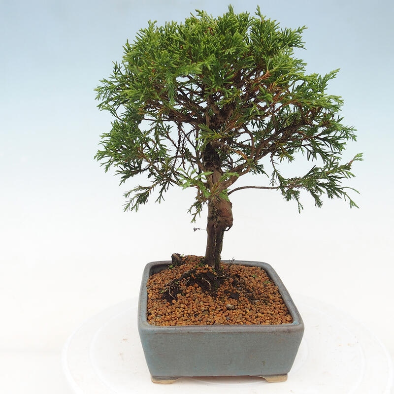 Vonkajší bonsai - Juniperus chinensis Itoigawa -Jalovec čínsky