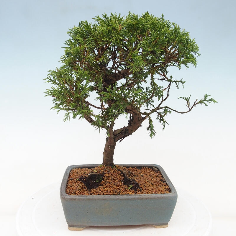 Vonkajší bonsai - Juniperus chinensis Itoigawa -Jalovec čínsky