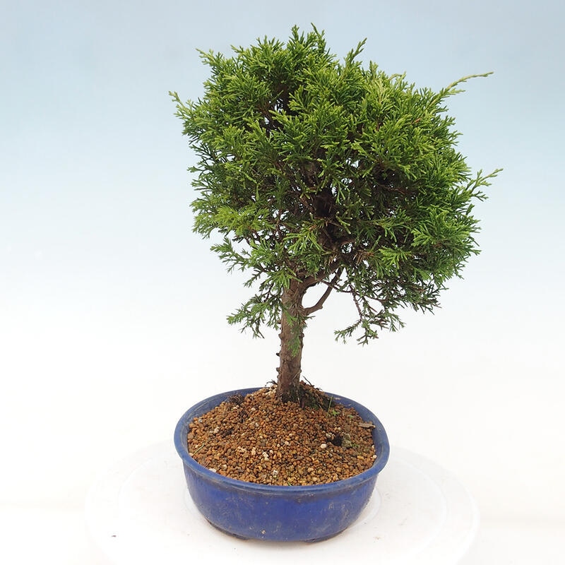 Vonkajší bonsai - Juniperus chinensis Itoigawa -Jalovec čínsky