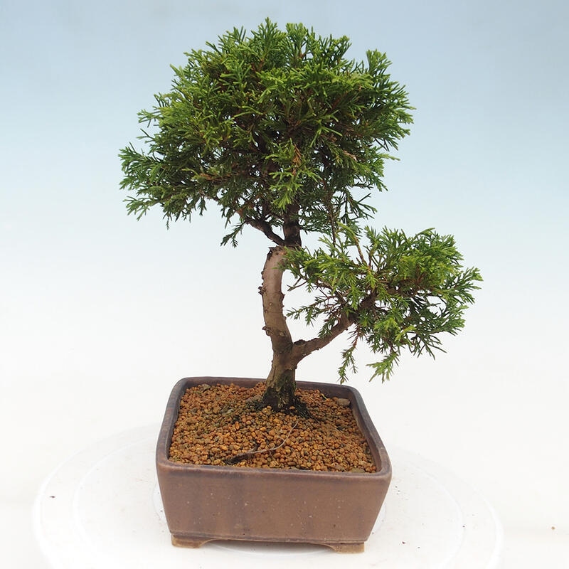 Vonkajší bonsai - Juniperus chinensis Itoigawa -Jalovec čínsky