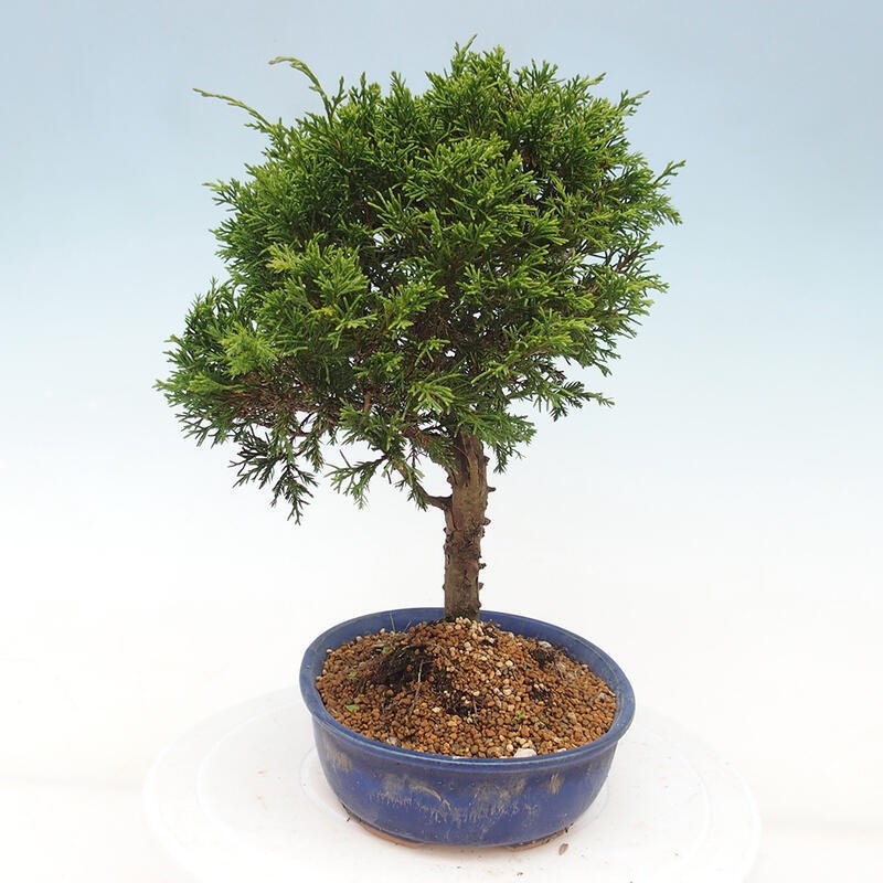 Vonkajší bonsai - Juniperus chinensis Itoigawa -Jalovec čínsky