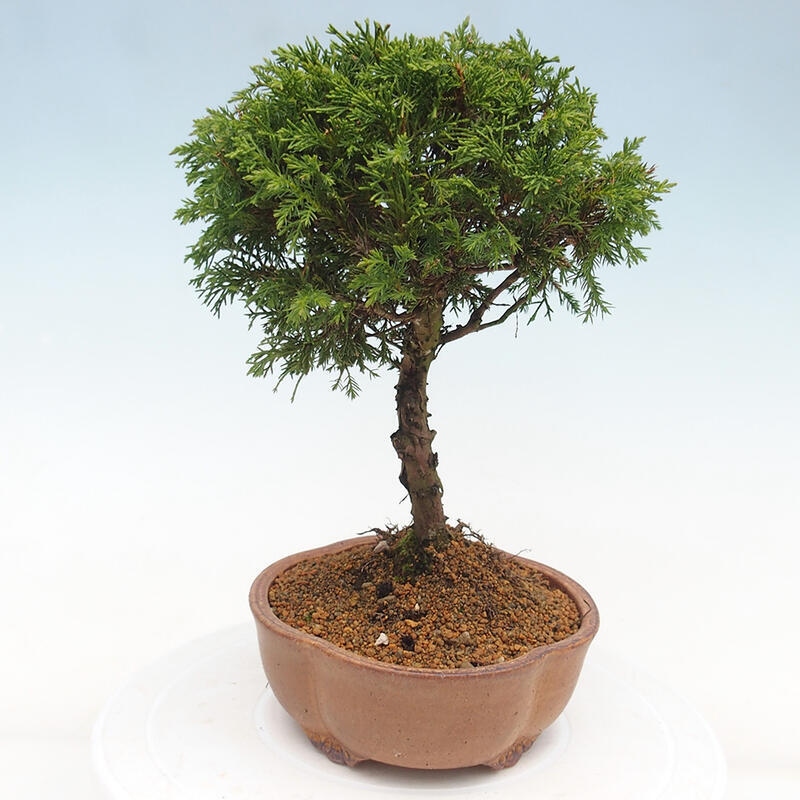 Vonkajší bonsai - Juniperus chinensis Itoigawa -Jalovec čínsky