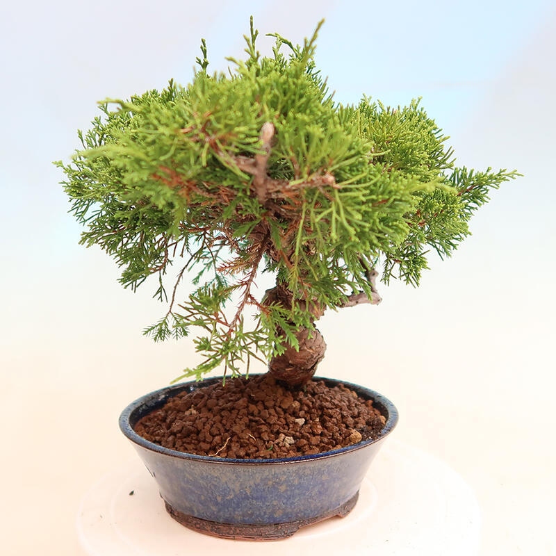 Vonkajší bonsai - Juniperus chinensis Itoigawa -Jalovec čínsky