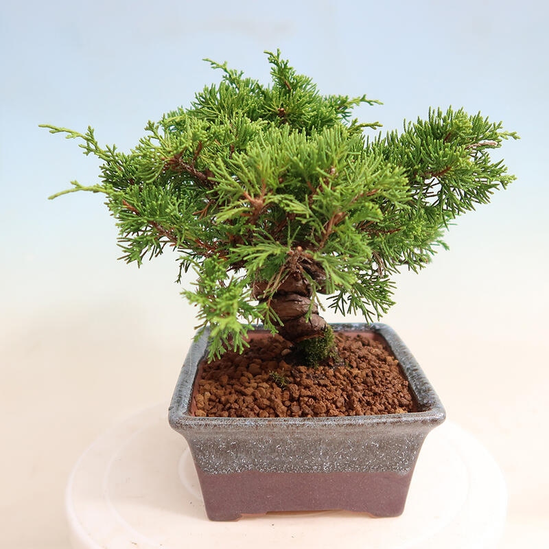 Vonkajší bonsai - Juniperus chinensis Itoigawa -Jalovec čínsky