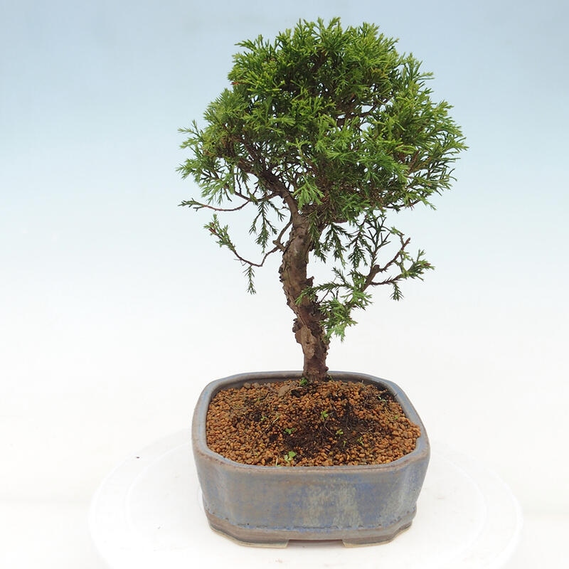 Vonkajší bonsai - Juniperus chinensis Itoigawa -Jalovec čínsky