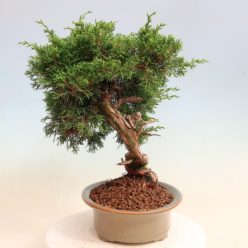 Vonkajší bonsai - Juniperus chinensis Itoigawa -Jalovec čínsky