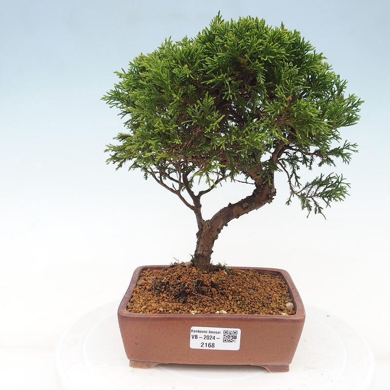 Vonkajší bonsai - Juniperus chinensis Itoigawa -Jalovec čínsky