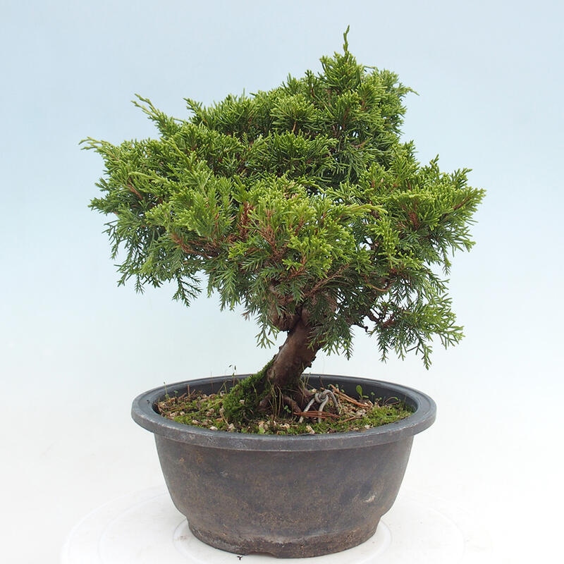 Vonkajší bonsai - Juniperus chinensis Itoigawa -Jalovec čínsky