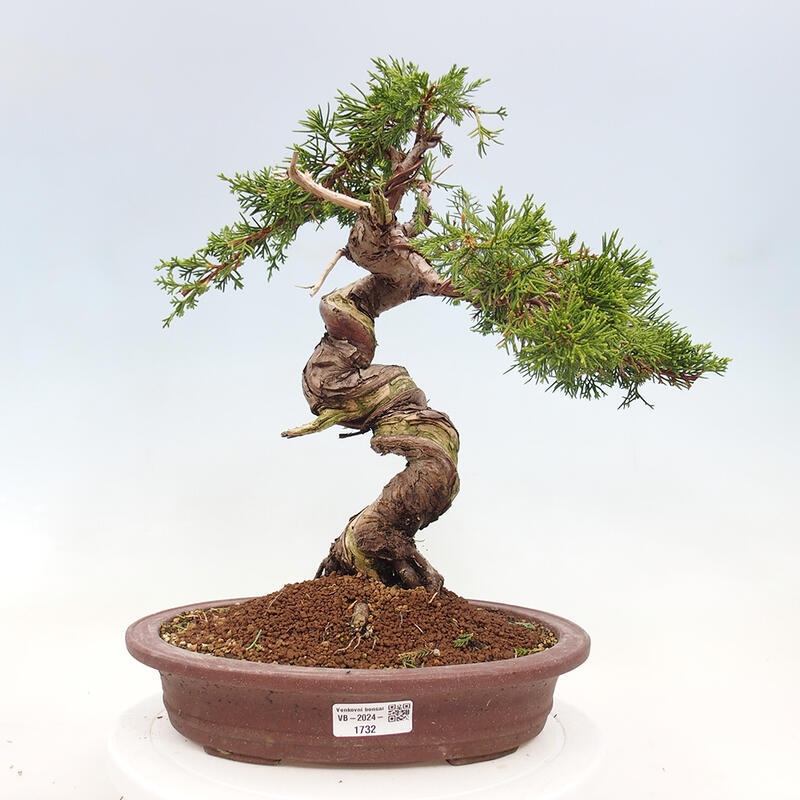 Vonkajší bonsai - Juniperus chinensis Itoigawa-Jalovec čínsky