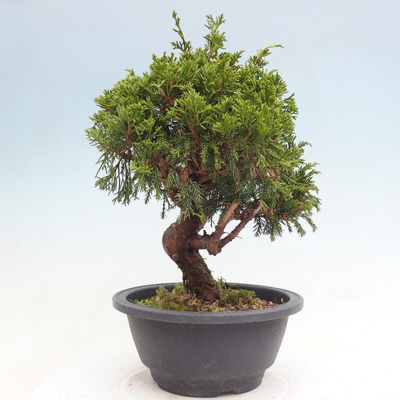 Vonkajší bonsai - Juniperus chinensis Itoigawa -Jalovec čínsky