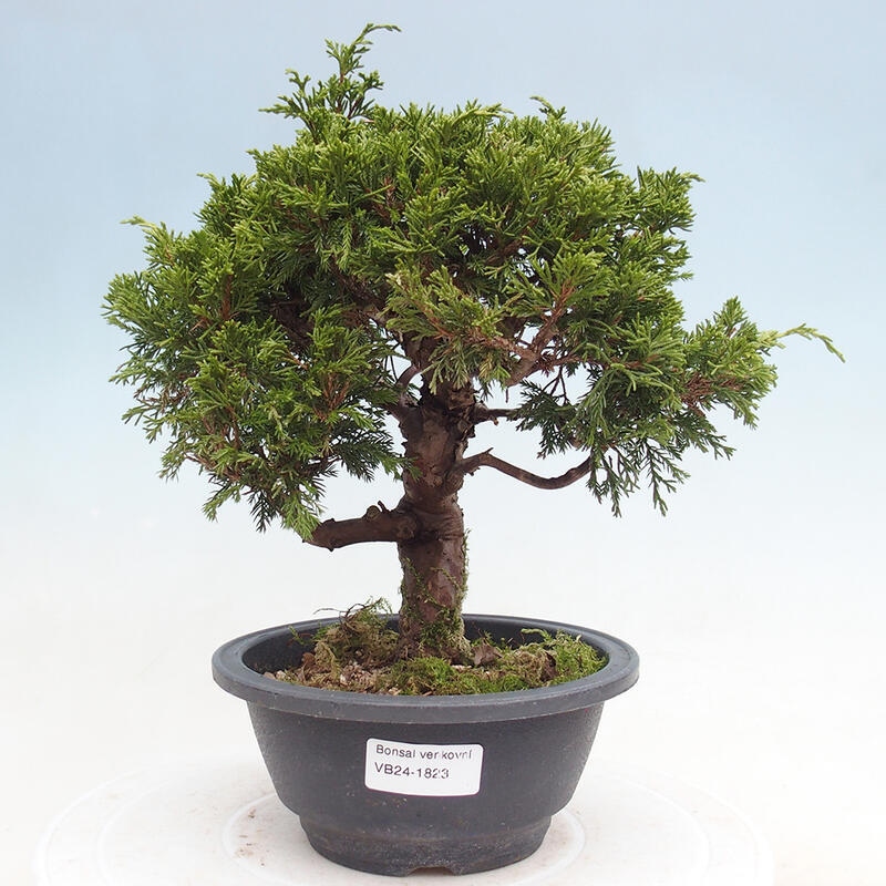 Vonkajší bonsai - Juniperus chinensis Itoigawa -Jalovec čínsky