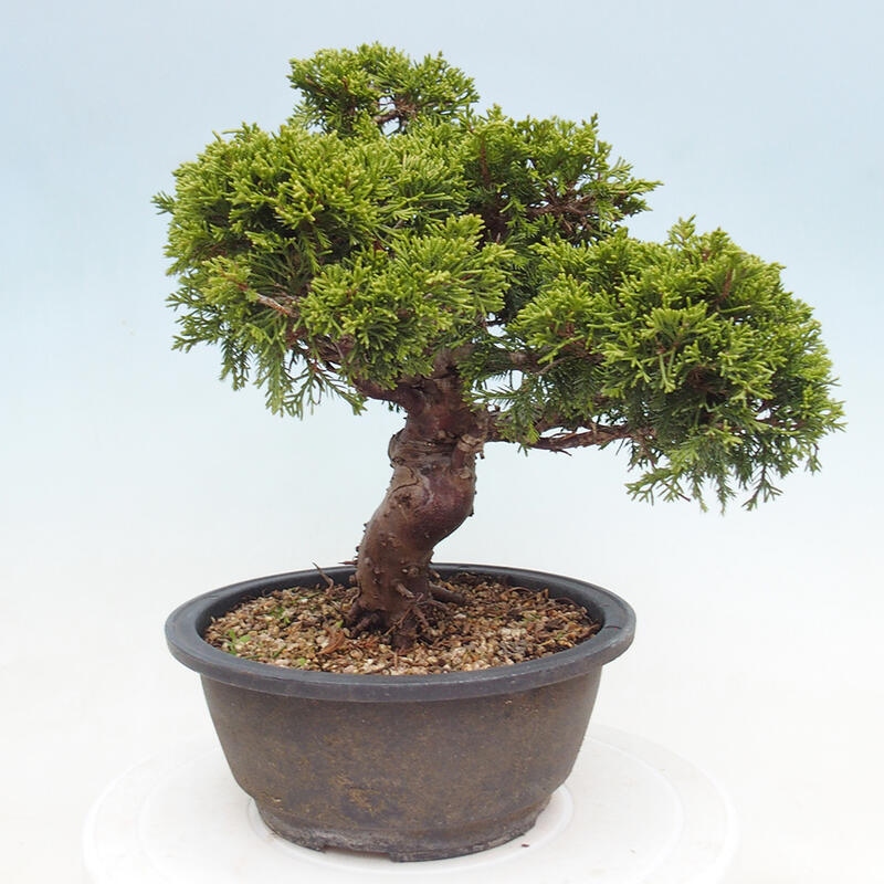 Vonkajší bonsai - Juniperus chinensis Itoigawa -Jalovec čínsky