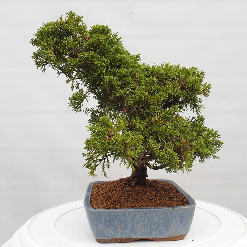 Vonkajší bonsai - Juniperus chinensis Itoigawa -Jalovec čínsky