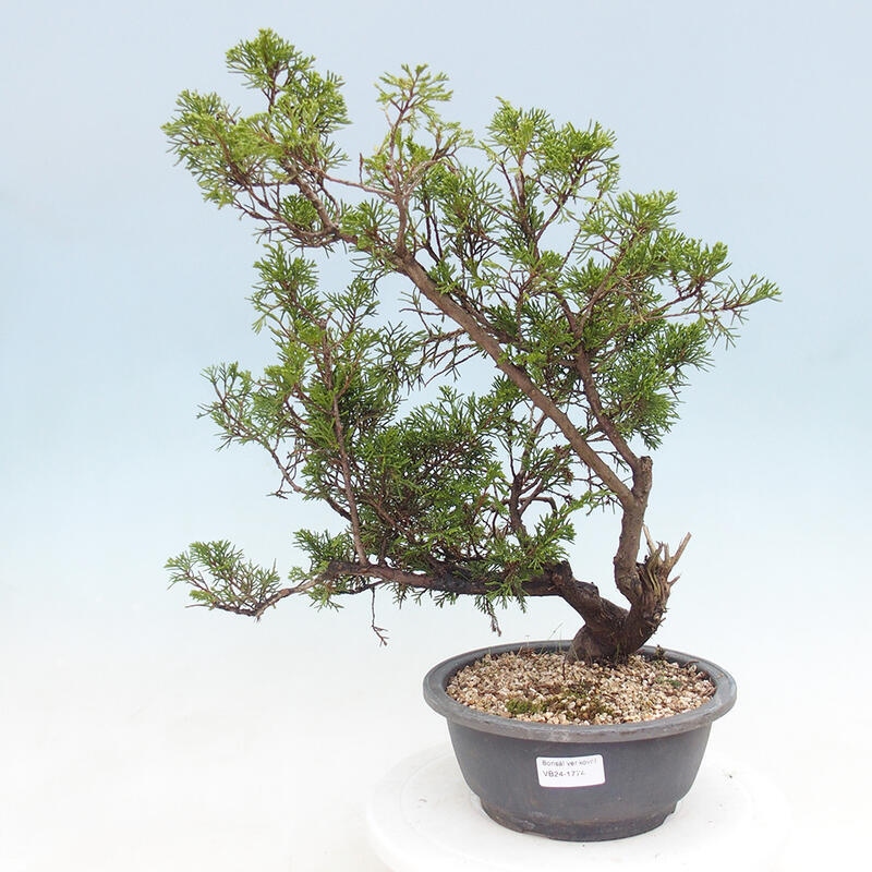 Vonkajší bonsai - Juniperus chinensis Itoigawa -Jalovec čínsky