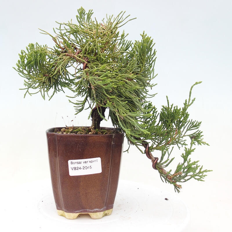 Vonkajší bonsai - Juniperus chinensis Kaizuka - Borievka čínska