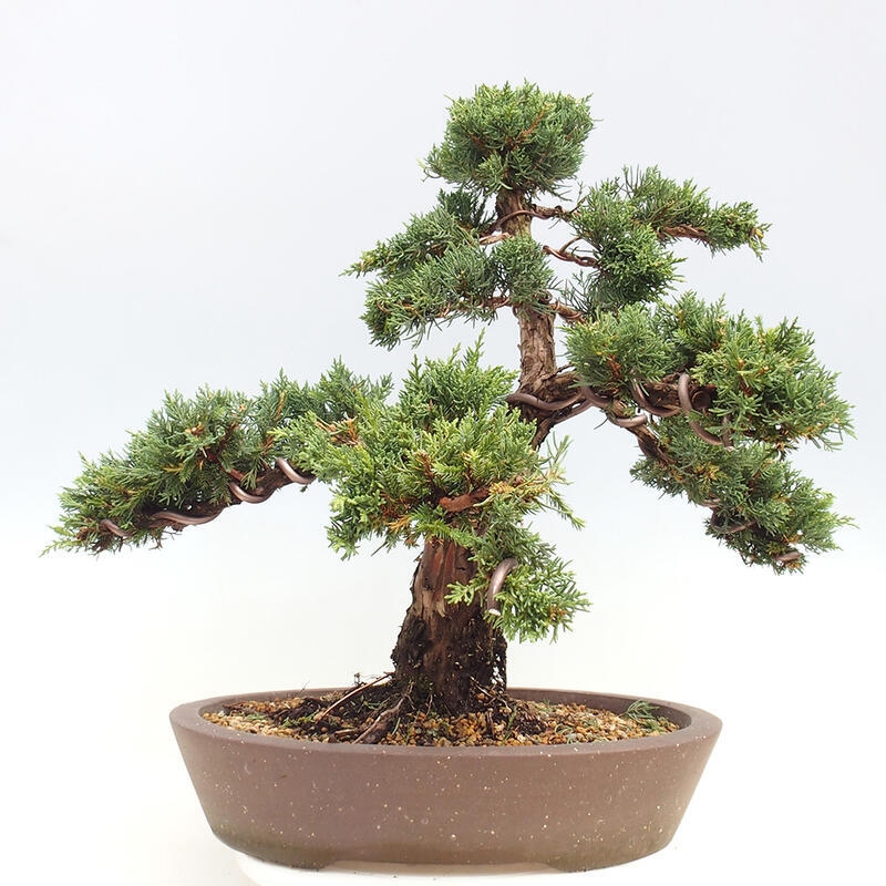 Vonkajšie bonsai - Juniperus chinensis Kishu -Jalovec čínsky