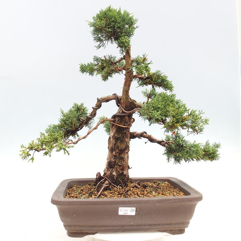 Vonkajšie bonsai - Juniperus chinensis Kishu -Jalovec čínsky