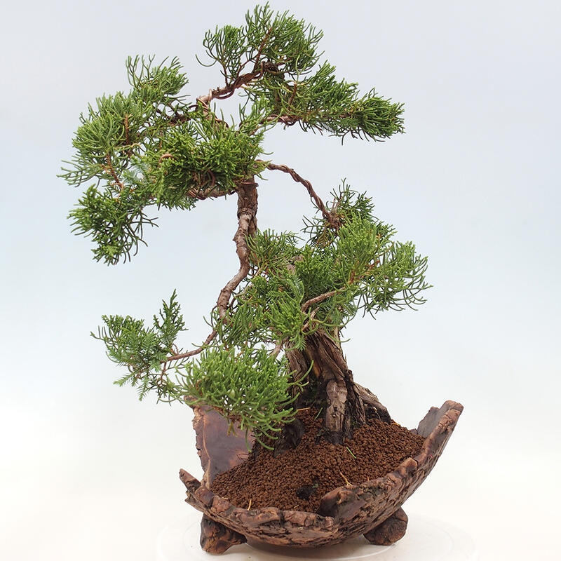 Vonkajší bonsai - Juniperus chinensis Kishu -Jalovec čínsky