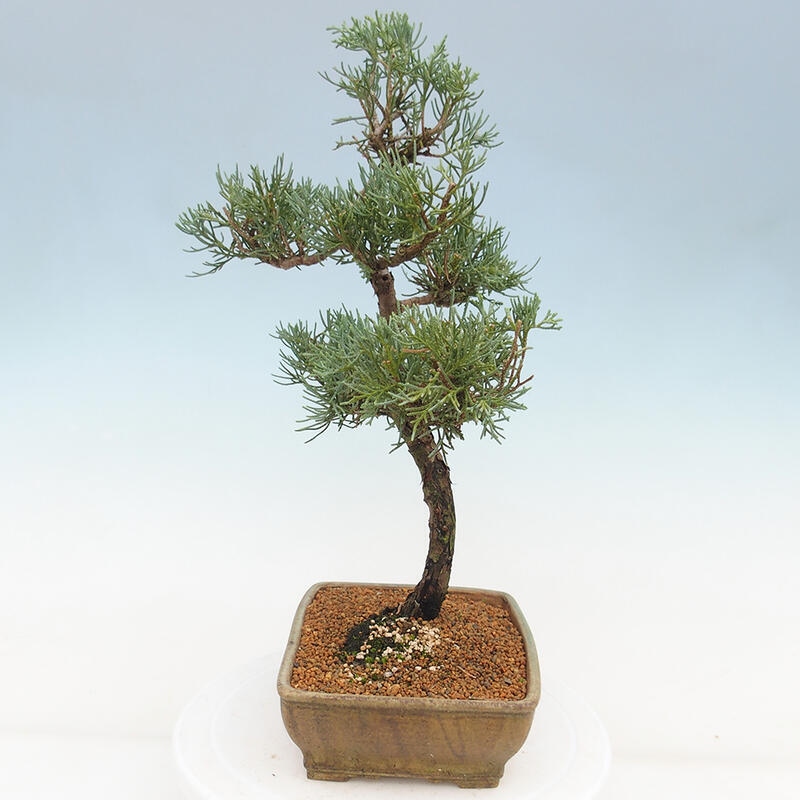 Vonkajšie bonsai - Juniperus chinensis Kishu -Jalovec čínsky