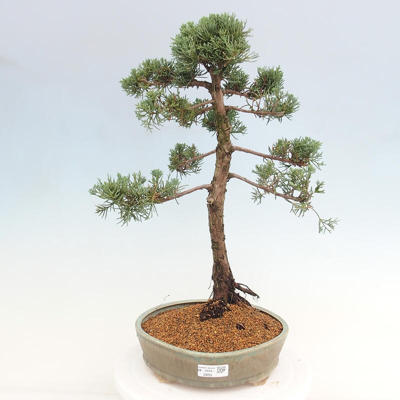 Vonkajšie bonsai - Juniperus chinensis Kishu -Jalovec čínsky