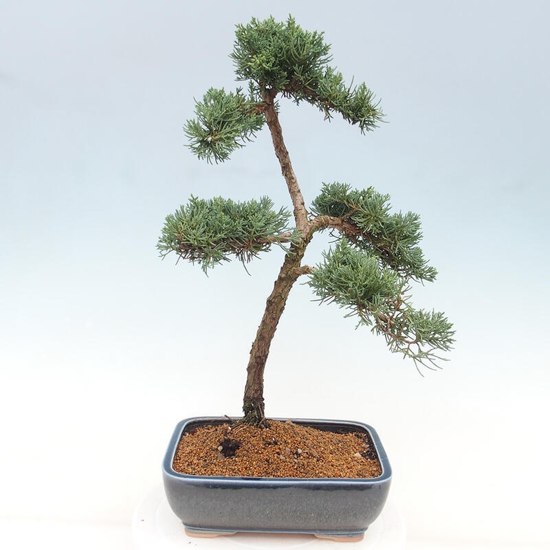 Vonkajšie bonsai - Juniperus chinensis Kishu -Jalovec čínsky