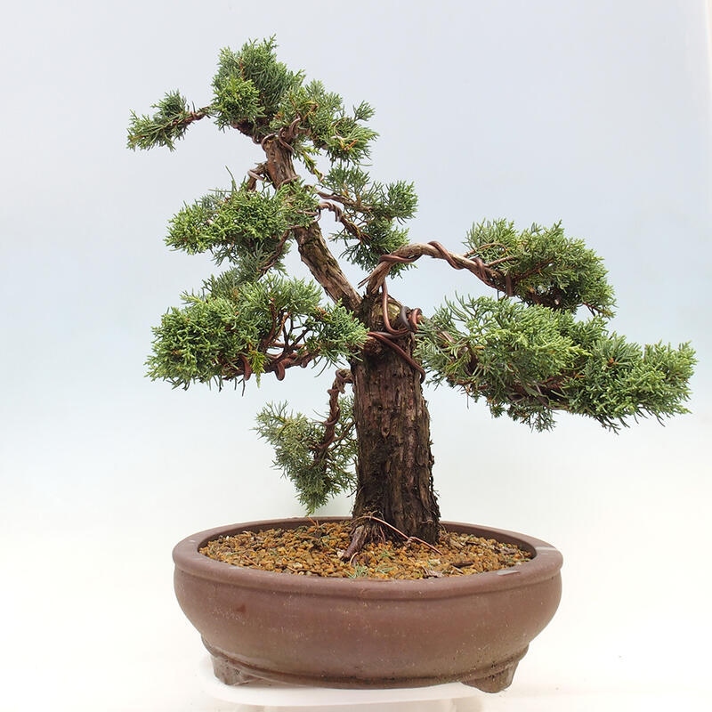 Vonkajšie bonsai - Juniperus chinensis Kishu -Jalovec čínsky