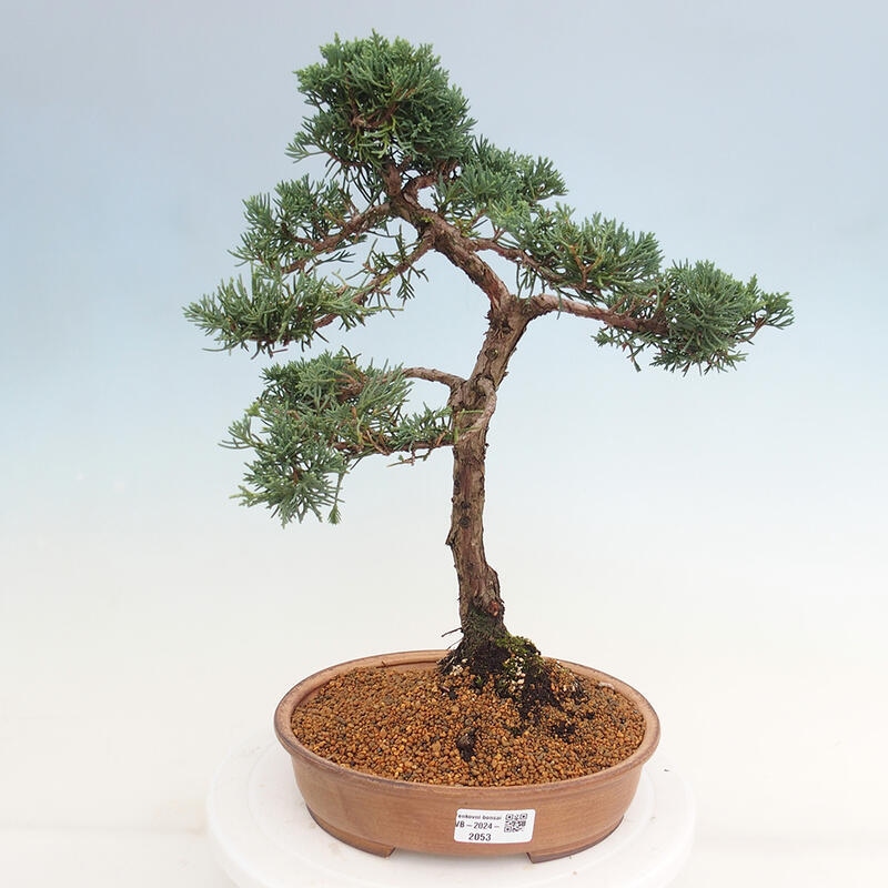 Vonkajšie bonsai - Juniperus chinensis Kishu -Jalovec čínsky