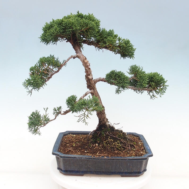 Vonkajšie bonsai - Juniperus chinensis Kishu -Jalovec čínsky