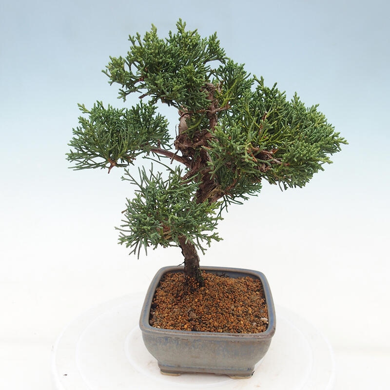 Vonkajšie bonsai - Juniperus chinensis Kishu -Jalovec čínsky