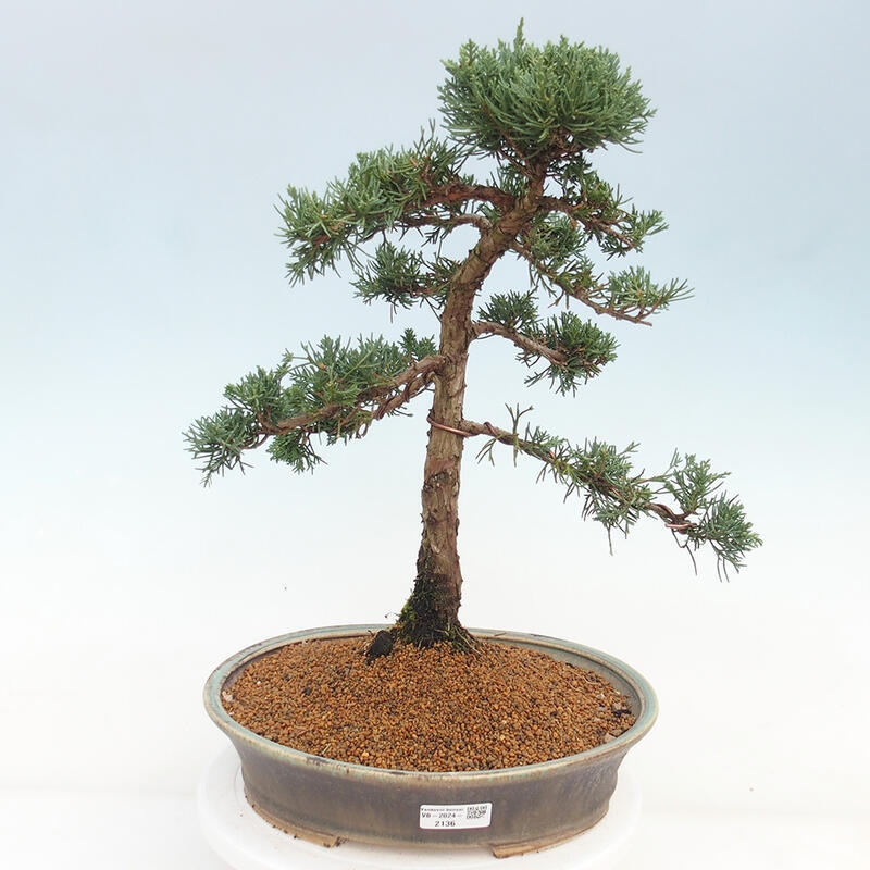 Vonkajšie bonsai - Juniperus chinensis Kishu -Jalovec čínsky