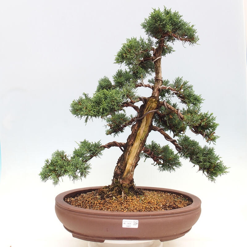 Vonkajšie bonsai - Juniperus chinensis Kishu -Jalovec čínsky