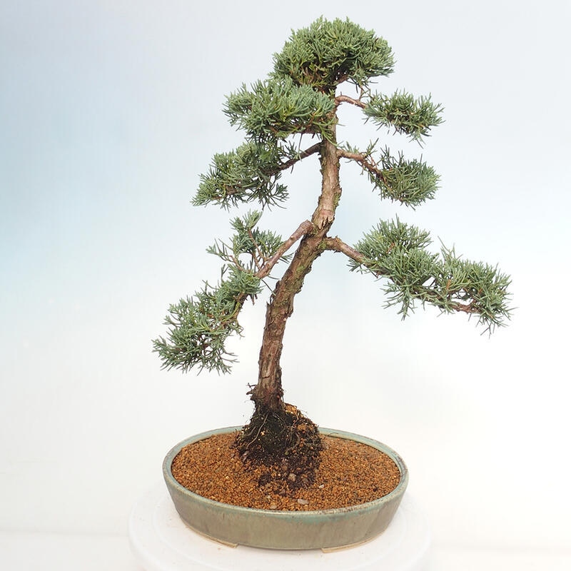 Vonkajšie bonsai - Juniperus chinensis Kishu -Jalovec čínsky