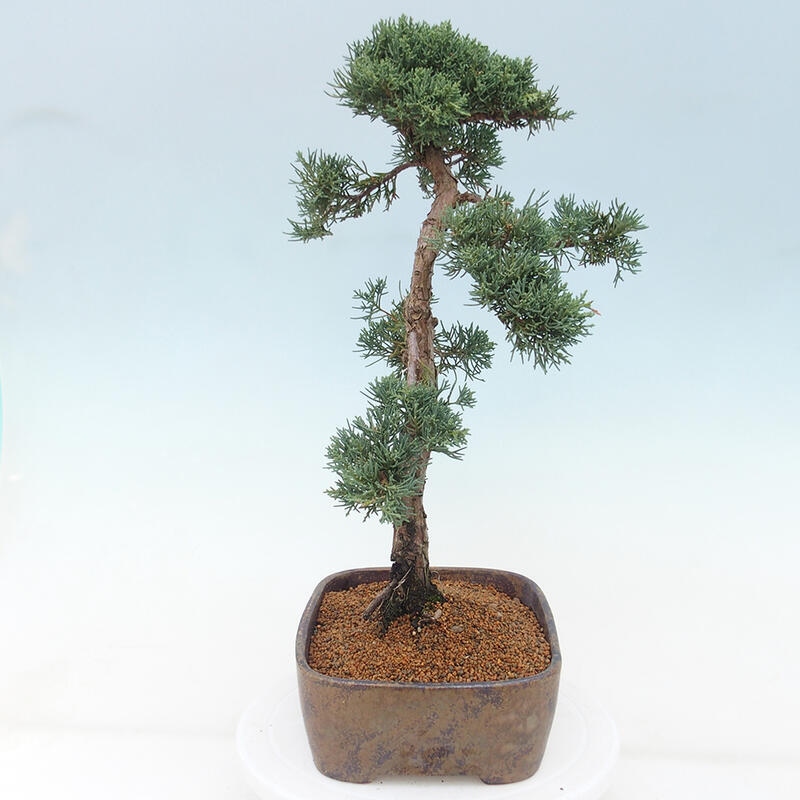 Vonkajšie bonsai - Juniperus chinensis Kishu -Jalovec čínsky