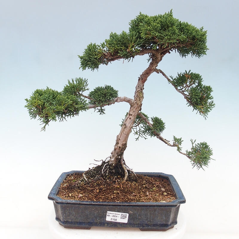 Vonkajšie bonsai - Juniperus chinensis Kishu -Jalovec čínsky