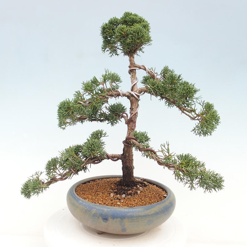 Vonkajšie bonsai - Juniperus chinensis Kishu -Jalovec čínsky