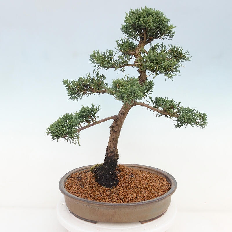 Vonkajšie bonsai - Juniperus chinensis Kishu -Jalovec čínsky