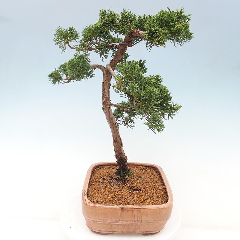 Vonkajšie bonsai - Juniperus chinensis Kishu -Jalovec čínsky