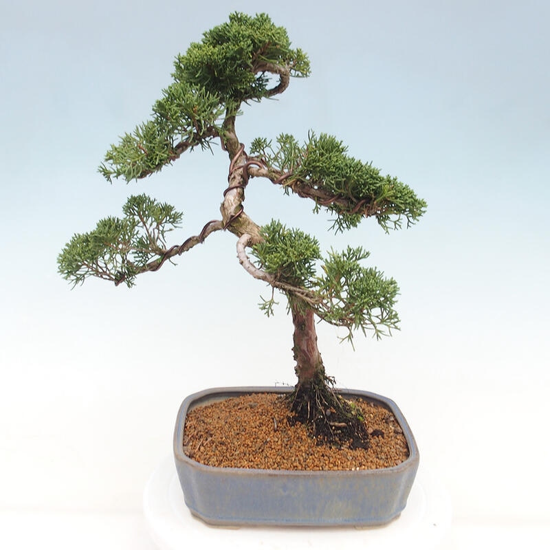 Vonkajšie bonsai - Juniperus chinensis Kishu -Jalovec čínsky