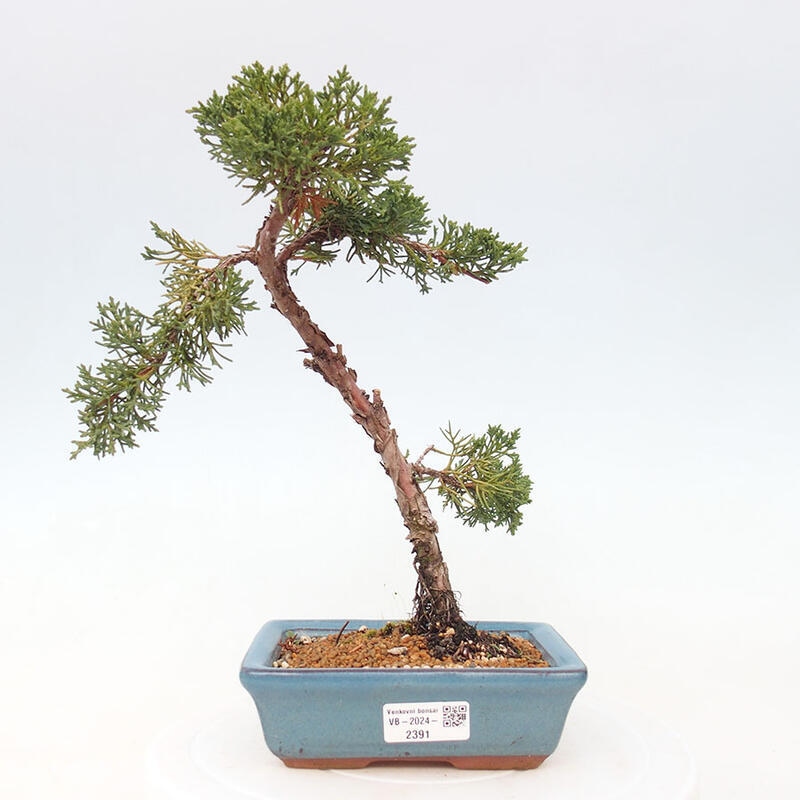 Vonkajší bonsai - Juniperus chinensis Kishu -Jalovec čínsky