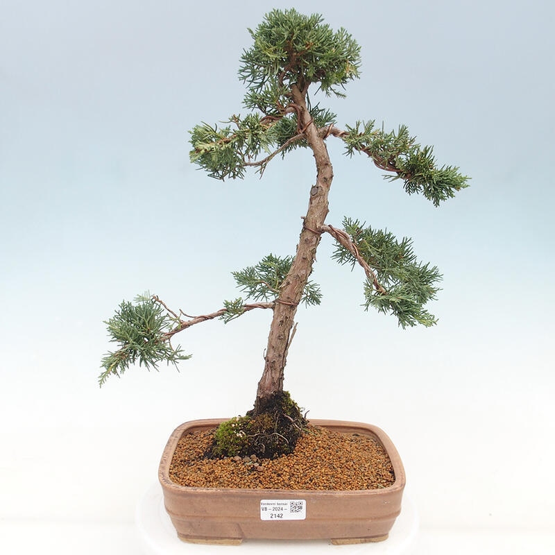 Vonkajšie bonsai - Juniperus chinensis Kishu -Jalovec čínsky